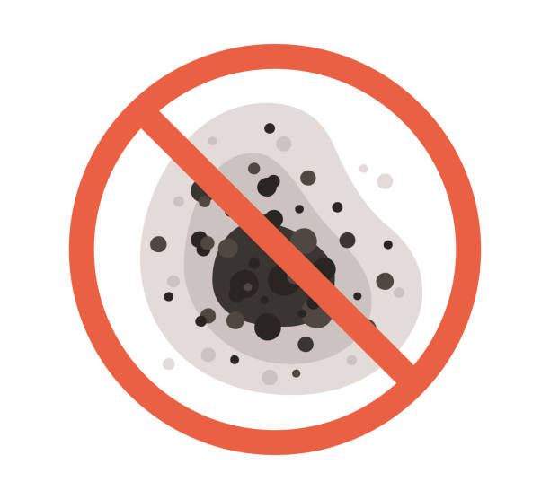 Best Black Mold Removal  in Nora Springs, IA