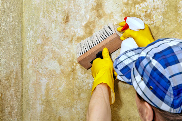Best Commercial Mold Inspection  in Nora Springs, IA