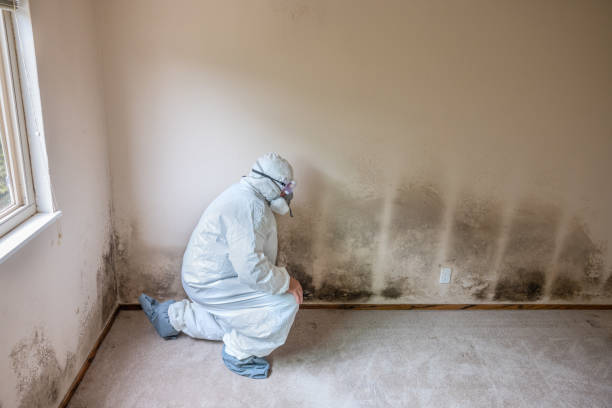Best Real Estate Mold Inspection  in Nora Springs, IA