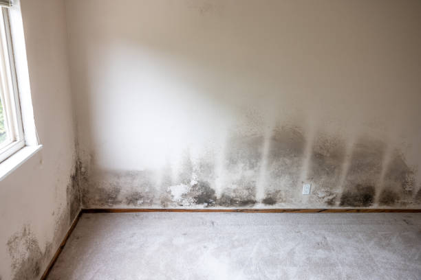 Best Post-Construction Mold Inspection  in Nora Springs, IA