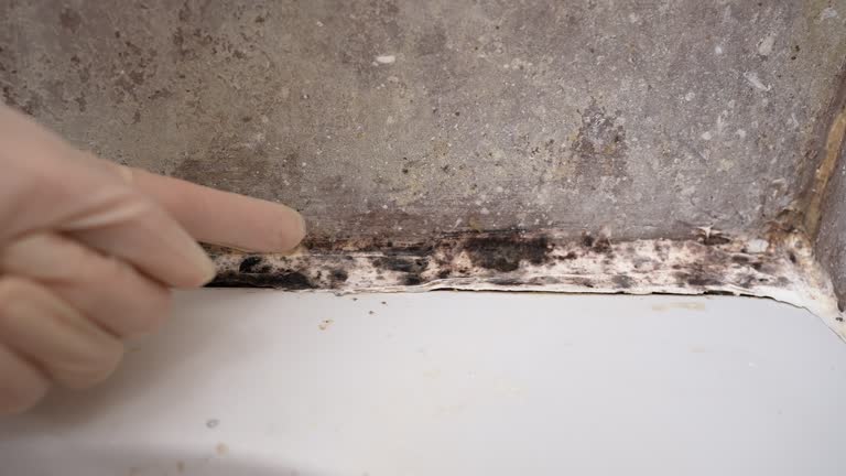 Professional Mold Removal in Nora Springs, IA